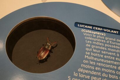 Agrandir l'image, fenêtre modale