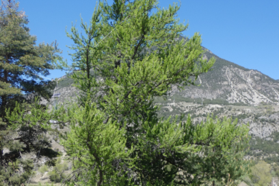 Agrandir l'image, fenêtre modale