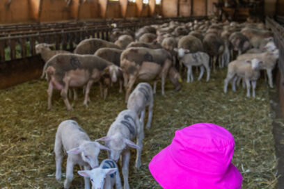 Agrandir l'image, fenêtre modale