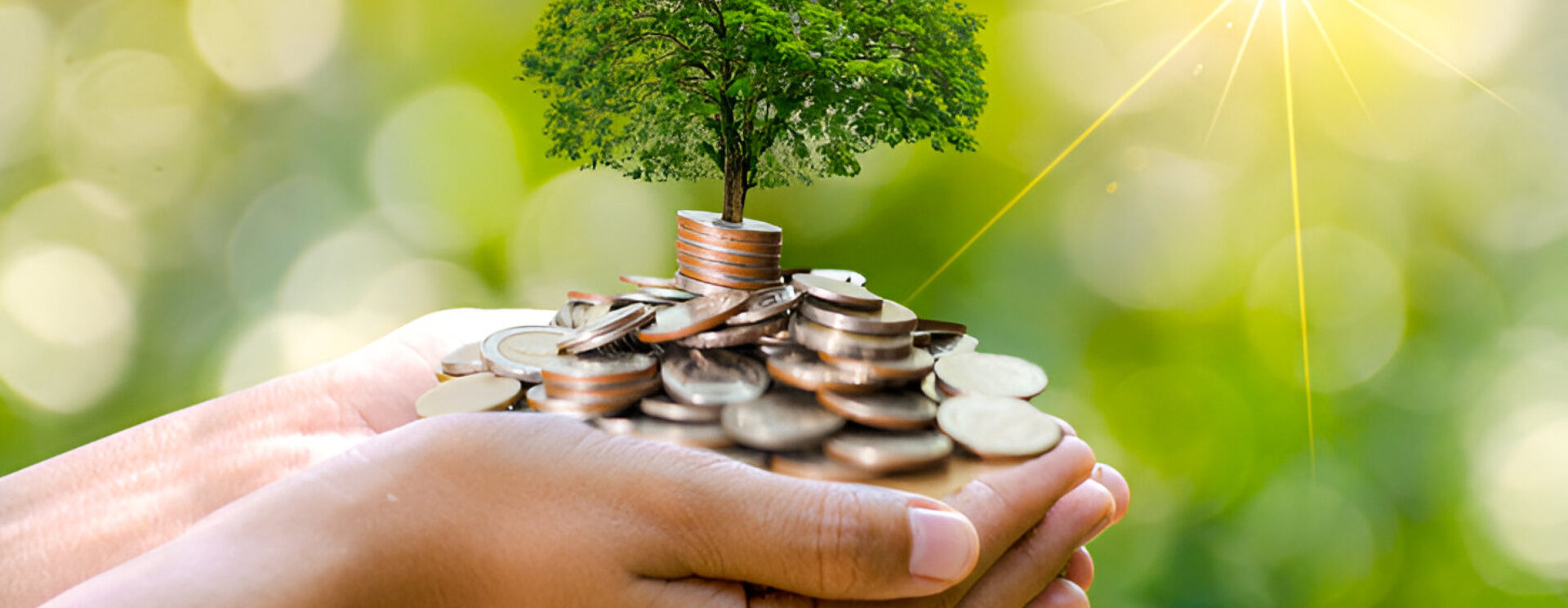 Deux mains rempli de pièces de monnaies, un arbre est représenté au sommet de la pile de pièces. Illustration pour l'onglet "Subventions"
